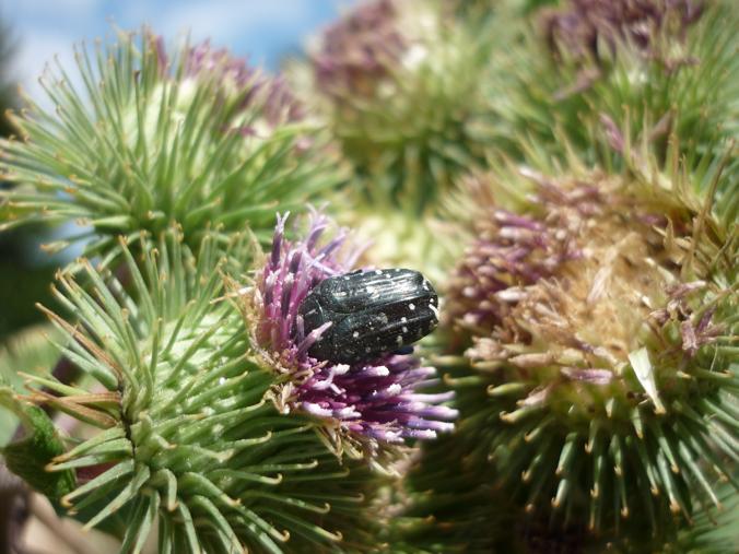 vari coleotteri dall''appennino...